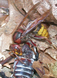European Hornet